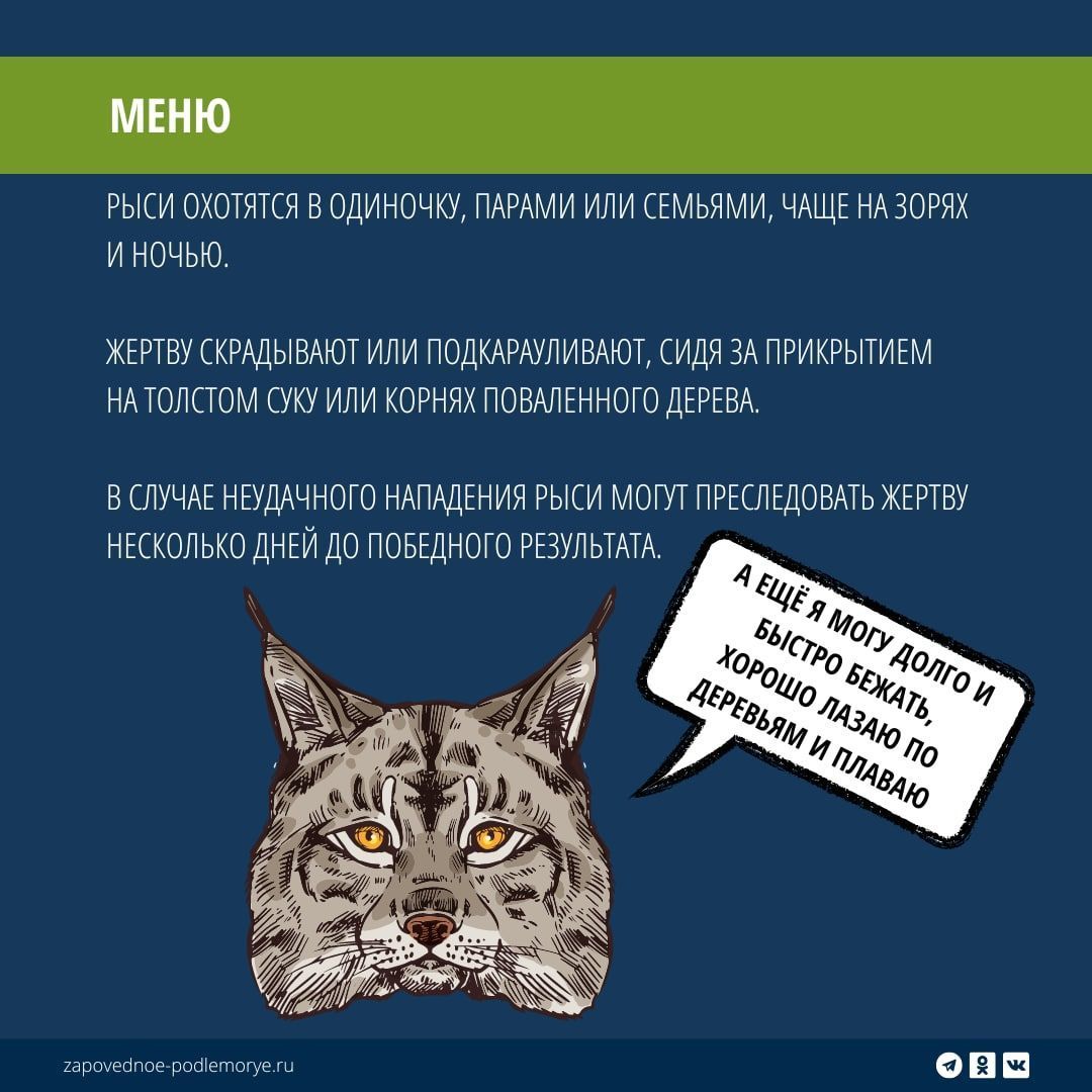 Сегодня отмечается День кошек - Общество - Свежие новости Бурятии и  Улан-Удэ - ГТРК - Государственная Телерадиокомпания 