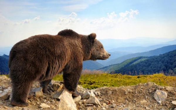 На севере Бурятии охотники добыли двух медведей