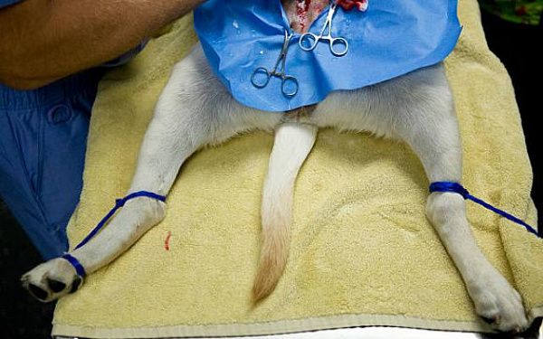 В Бурятии свыше тысячи собак стерилизованы бесплатно
