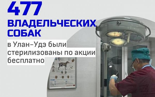 В Улан-Удэ можно бесплатно стерилизовать свою собаку