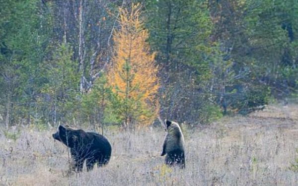 Медведицу с медвежонком встретил фотограф в заповеднике Бурятии