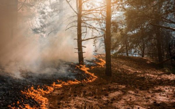 В двух районах Бурятии загорелись леса