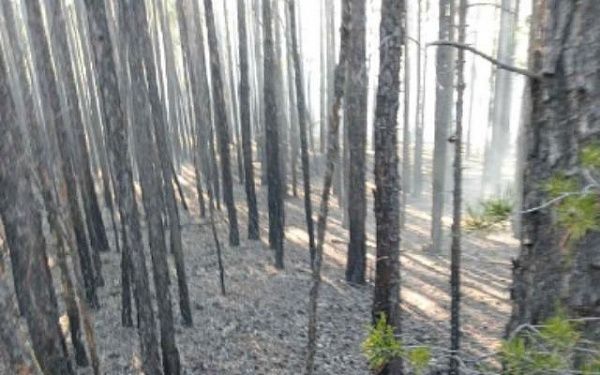 В Бурятии возник лесной пожар из-за человеческой неосторожности 