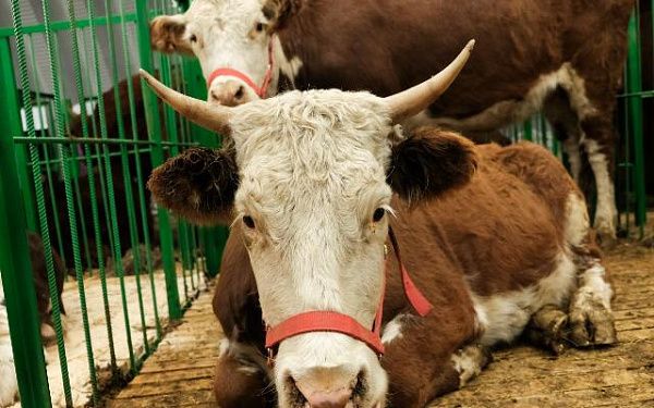 Ведущие животноводы соберутся на выставке “Байкал Агро” в Улан-Удэ