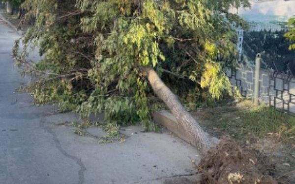 В центре Улан-Удэ неизвестные сбили дерево и скрылись