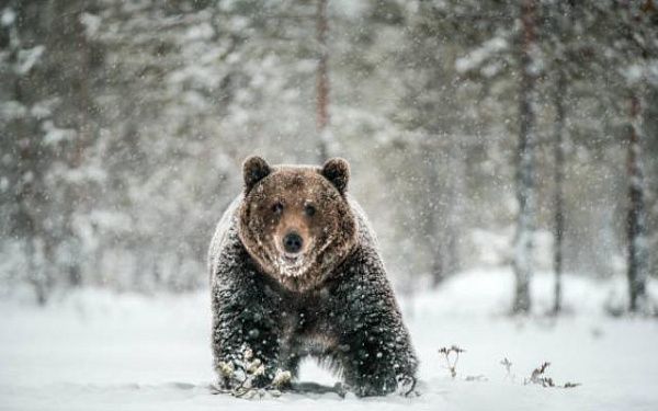 В Бурятии начинается приём заявлений на охоту на бурого медведя и селезней уток