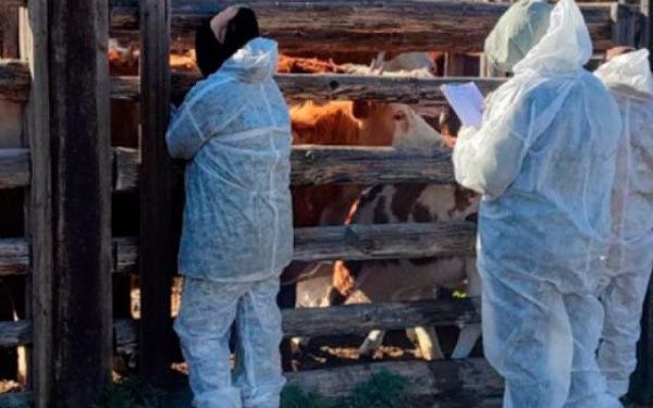 В районе Бурятии у рогатого скота выявили бруцеллез
