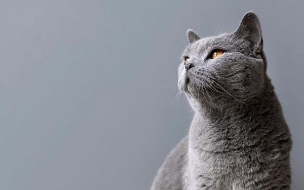 Короткое замыкание может стоить жизни: в Иволгинске в результате пожара трагически погиб кот