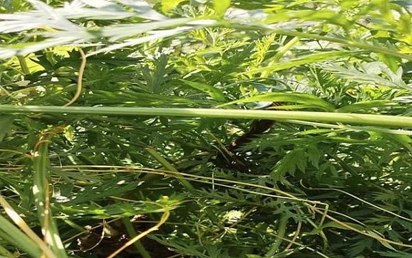 В огороде у жителя Улан-Удэ обнаружили опасный сорняк