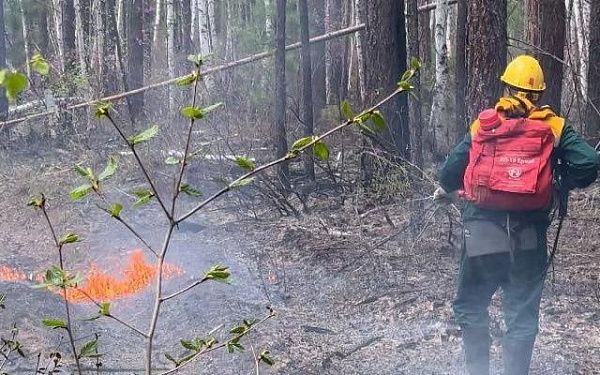 В заказнике Бурятии вспыхнул пожар из-за сухой грозы 