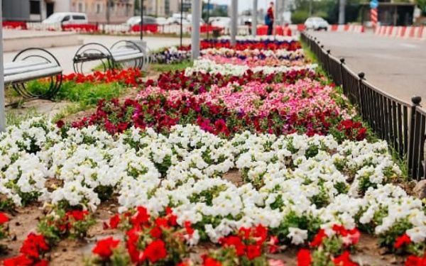 Тысячи цветов украшают улицы Улан-Удэ 