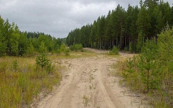 В Бурятии стартует лесной конкурс «Подрост»