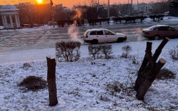 В Улан-Удэ неизвестные спилили деревья