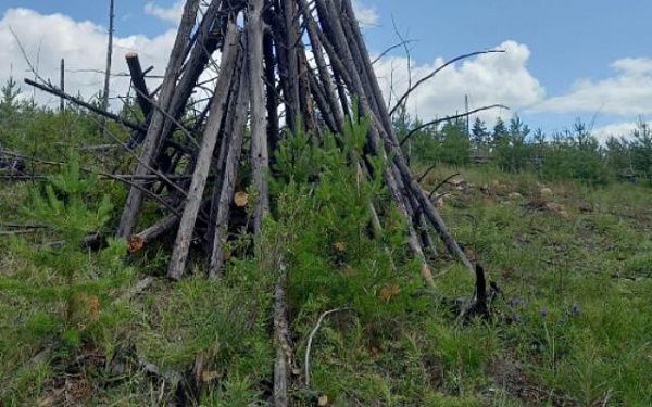 В Бурятии на месте крупного пожара восстанавливают лес