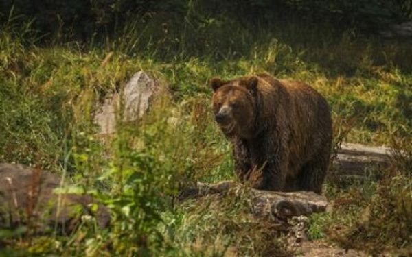 В Бурятии медведь задрал козу в северном поселке 