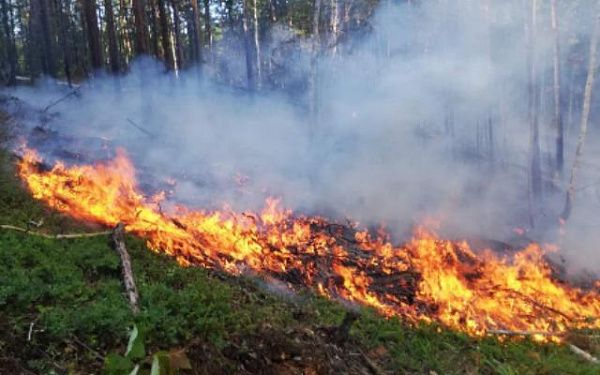 В Бурятии недалеко от села загорелся лесной пожар