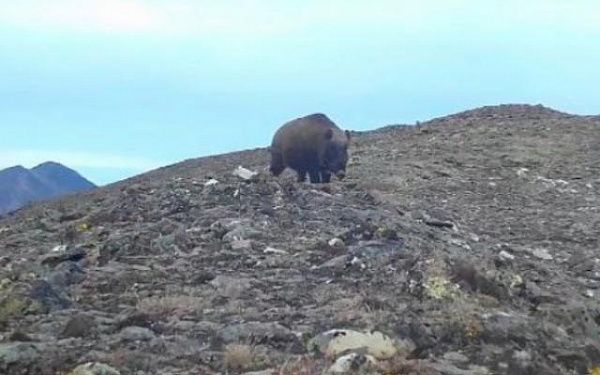 Упитанный кабан прогуливался на вершине Тункинских гольцов в Бурятии