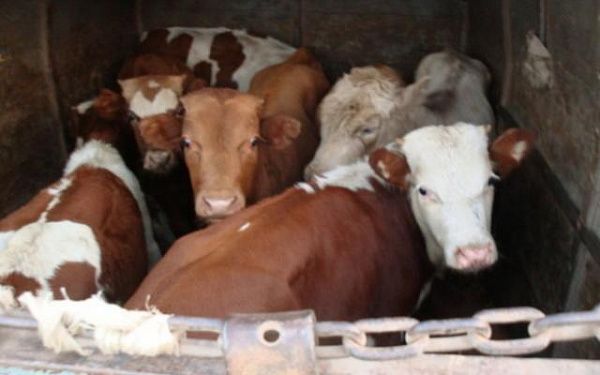 В Бурятии задержали грузовик с возможно опасными коровами