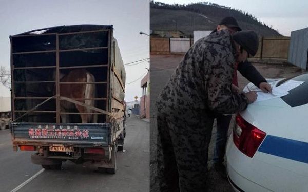 Незаконную перевозку четырёх лошадей пресекли в Бурятии