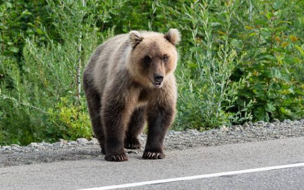 В Бурятии медведи всё чаще выходят к людям
