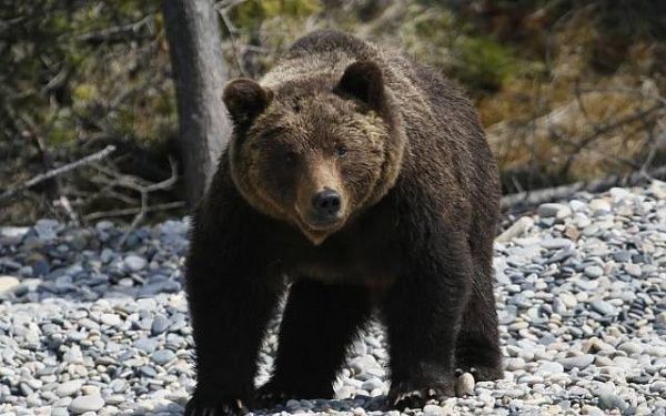 В Бурятии первичные данные учёта медведей показали снижение их численности