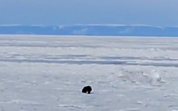 Медведь вышел принять солнечные ванны на льду Байкала в Бурятии