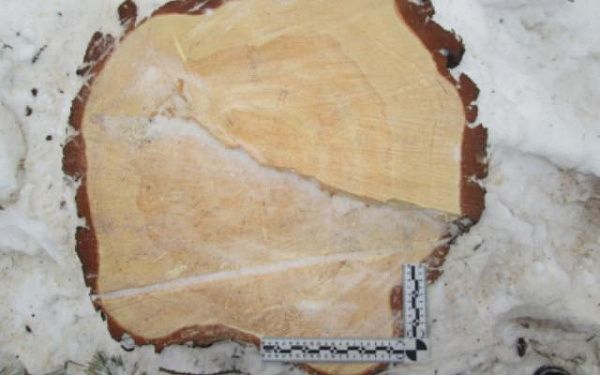 В Бурятии полицейские раскрыли незаконную рубку леса в особо крупном размере