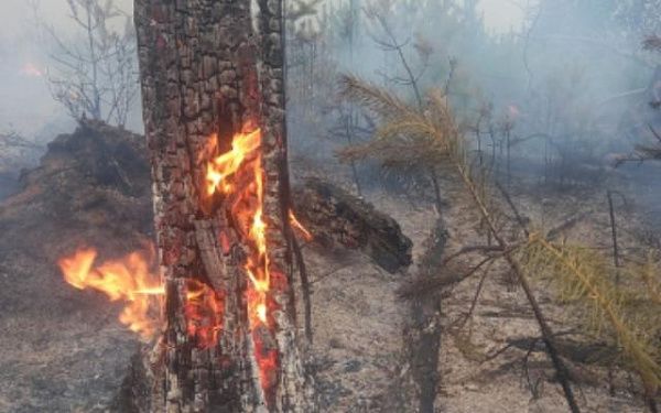 На севере Бурятии продолжают тушить сложный лесной пожар