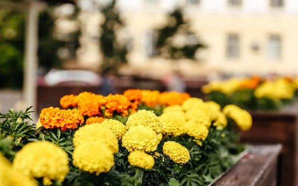 В столице Бурятии завершается высадка садовых цветов