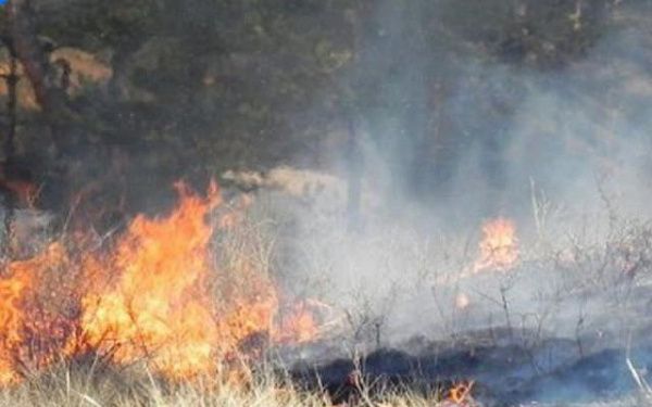 В Улан-Удэ лесные пожары чаще всего возникали из-за человеческой халатности