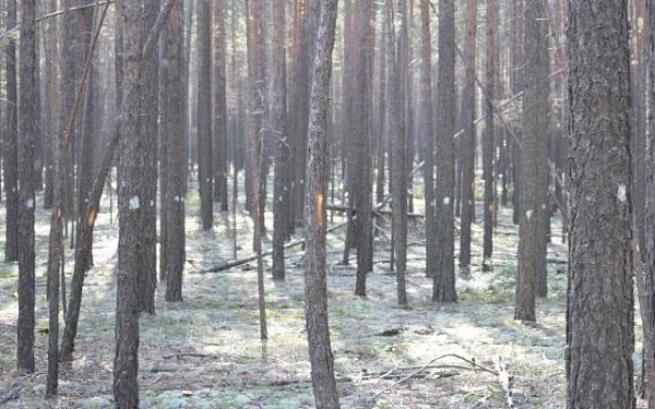 В Бурятии внедряется интенсивный уход за лесами