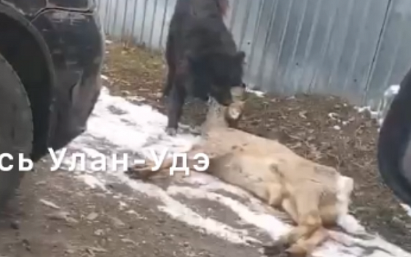В посёлке Бурятии собака насмерть загрызла косулю