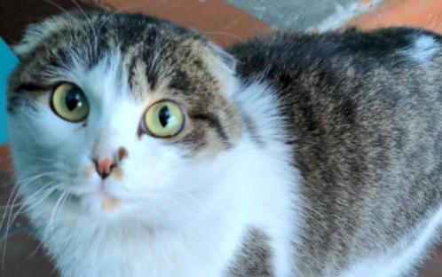 Зоозащитники в Улан-Удэ ищут хозяина для кошки