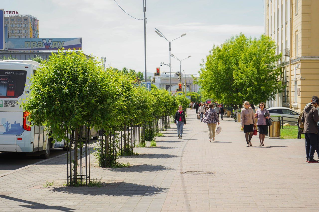 Яблони сибирские подросли в центре Улан-Удэ | 07.06.2024 | Новости Улан-Удэ  - БезФормата