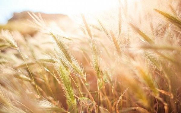 Сельхозпредприятия Кяхтинского района увеличивают посевные площади