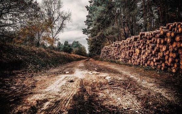 «Черного лесоруба» обязали очистить лес от порубочных остатков