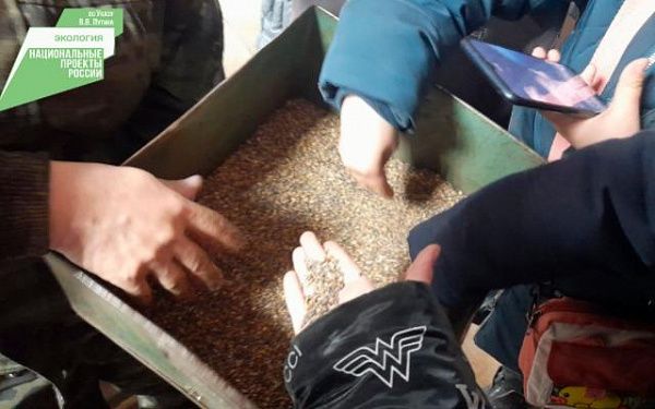 В Улан-Удэ дети посмотрели, как заготавливают семена сосны