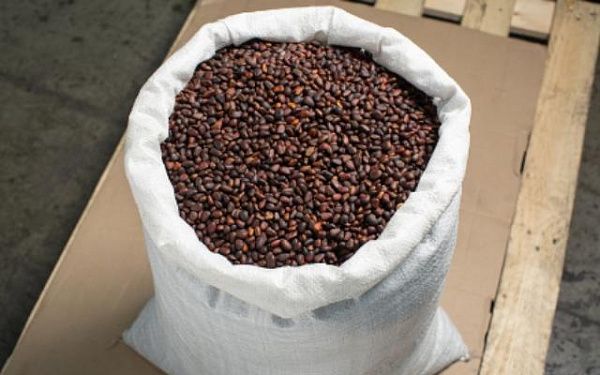 Из Бурятии в Китай отправилось 146 тонн кедрового ореха