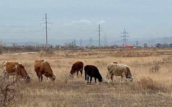 В Улан-Удэ выписано 217 штрафов за нарушения выгула домашних животных