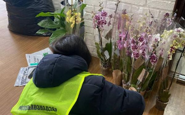 В цветочном магазине Улан-Удэ хризантемы оказались с опасным "сюрпризом" 