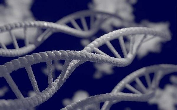 В Бурятии начали определять ДНК животных