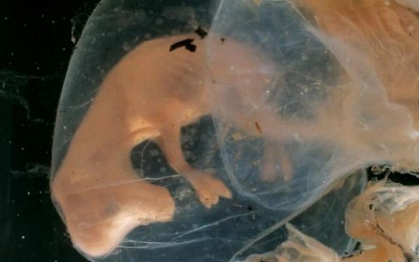 В Бурятии впервые провели трансплантацию эмбрионов КРС