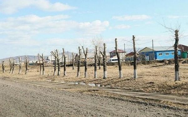 В Улан-Удэ подрезают деревья, горожан просят не пугаться их неэстетичного вида