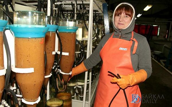 Селенгинский экспериментальный рыбоводный завод готовится принять на инкубацию икру омуля