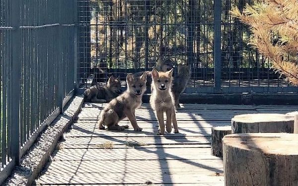 В Улан-Удэ в Этнографическом музее родились 6 волчат
