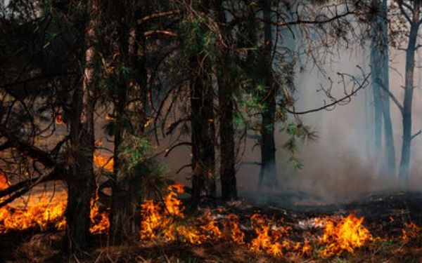 В Бурятии ликвидировали два лесных пожара 