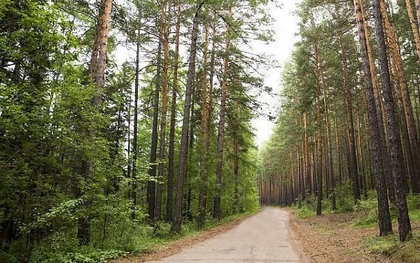 Сезон сбора дикоросов в лесах Улан-Удэ начнется с 3 августа
