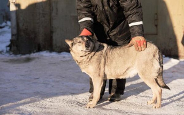 В Улан-Удэ и в некоторых районах Бурятии начнут бесплатно стерилизовать собак