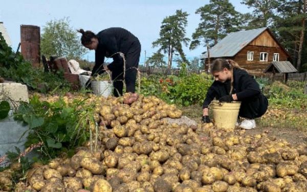 Студенты-волонтёры помогли собрать урожай картофеля жительнице Улан-Удэ