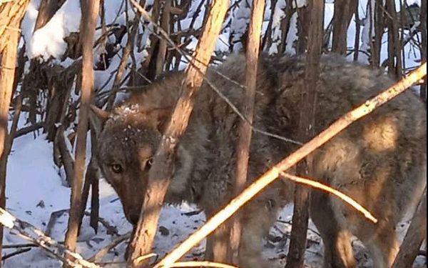 Бурприроднадзор продолжает вести работу по регулированию численности волка